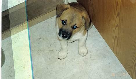 Islandsk fårehund Brana - Brana´s hvalp, Junior, som vi desværre ikke ved hvor er kommet hen! billede 4