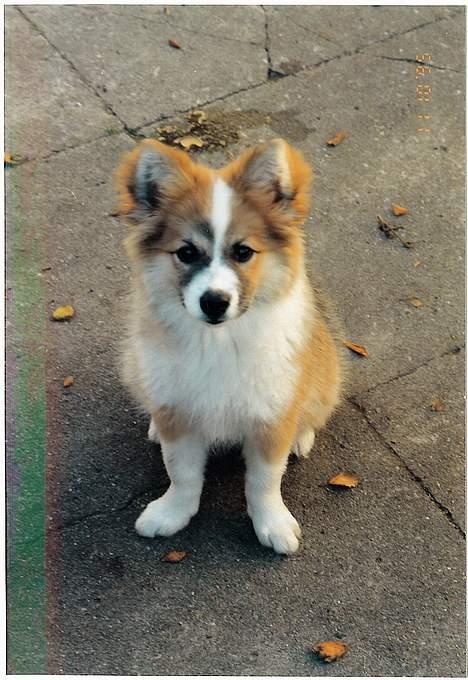 Islandsk fårehund Brana billede 5