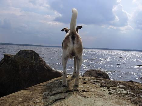 Glathåret foxterrier Hobbi  - ass-hoooole... ;P billede 11