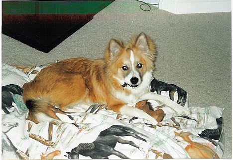 Islandsk fårehund Brana - Bare rolig, mor! Jeg skal nok ordne den dumme edderkop! billede 6