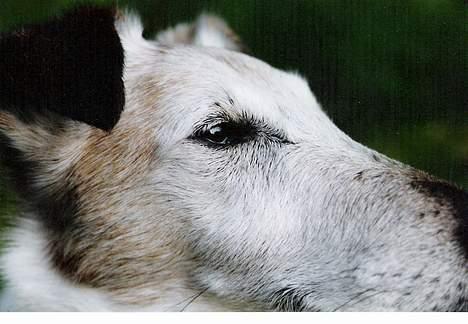 Glathåret foxterrier Hobbi  billede 12
