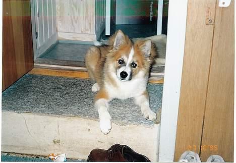 Islandsk fårehund Brana billede 7