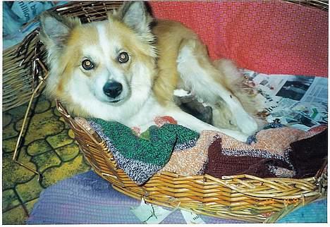 Islandsk fårehund Brana - Brana med sin helt nyfødte hvalp! billede 8