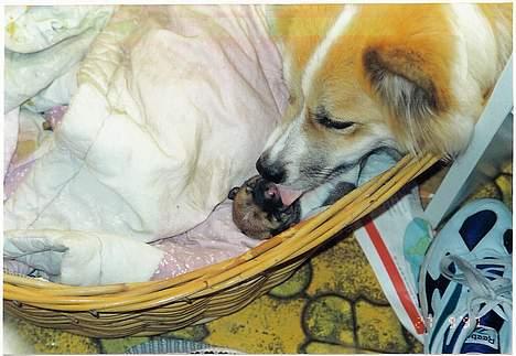 Islandsk fårehund Brana billede 9