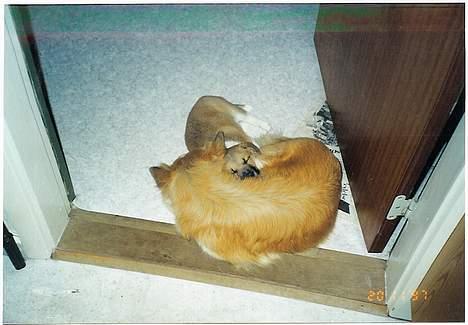 Islandsk fårehund Brana - Her igen, rigtig familie hygge! billede 10