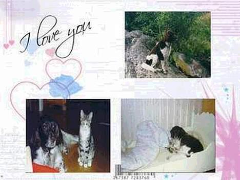 Kleiner münsterländer tinto(død) - *camilla(11)B* har lagd bildet.. billede 11