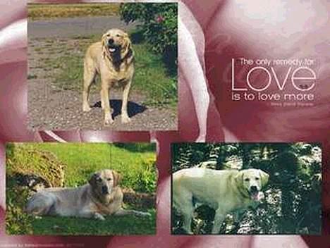 Blanding af racer simba - *camilla(11)B* har lagd bildet.. billede 11