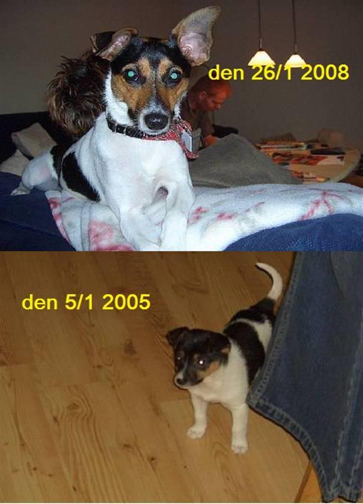 Dansk svensk gaardhund Bonnie<3.. - forskel uhh billede 9