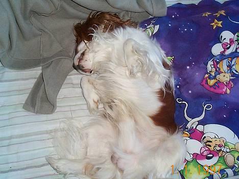 Cavalier king charles spaniel Mulle - Det her er da bare livet... billede 19