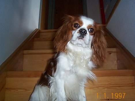 Cavalier king charles spaniel Mulle - Er der noget galt i jeg holder pause på trappen?? billede 20