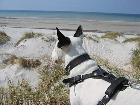 Bullterrier Nimbus billede 10