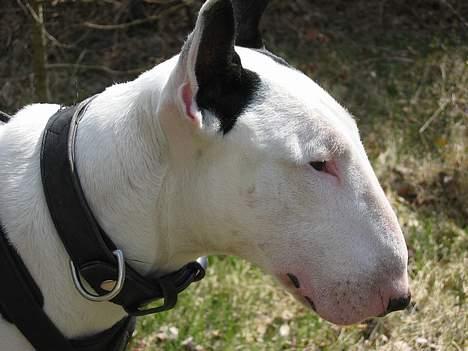 Bullterrier Nimbus billede 11