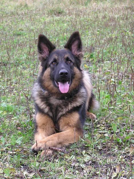 Schæferhund Micha - NYT billede 1