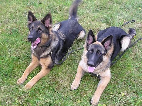 Schæferhund Micha - NYT billede 2