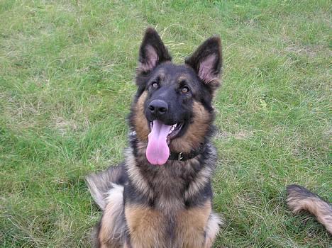 Schæferhund Micha - NYT billede 3