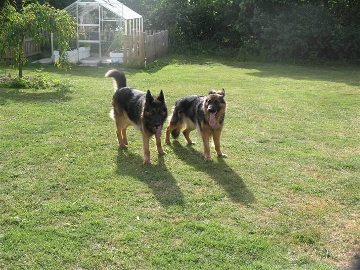 Schæferhund Micha - micha samen med hanhunden Oliver billede 4