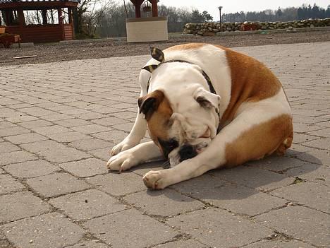 Engelsk bulldog Diesel - Argh....Lopper???? GÅ VÆK...... billede 13