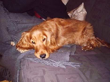 Cocker spaniel Silke billede 12