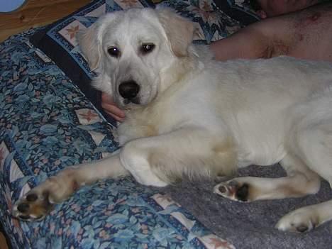 Golden retriever Viktor billede 11