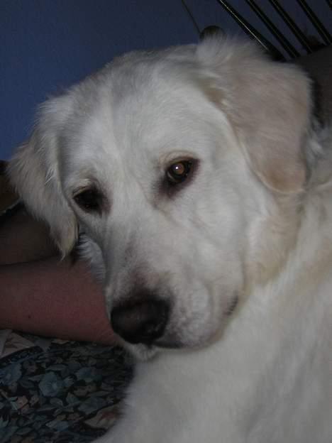 Golden retriever Viktor billede 12