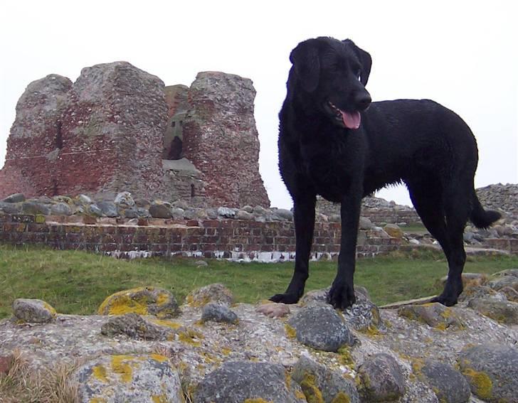 Labrador retriever Molly - Molly ude ved stranden, er hun ikke dejlig ? :) billede 14