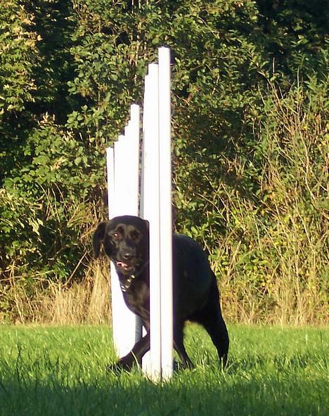 Labrador retriever Molly - Molly i Zig-zag aka. Slalom, man kan se at hun er meget koncentreret :) billede 15
