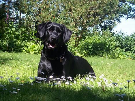 Labrador retriever Molly billede 16