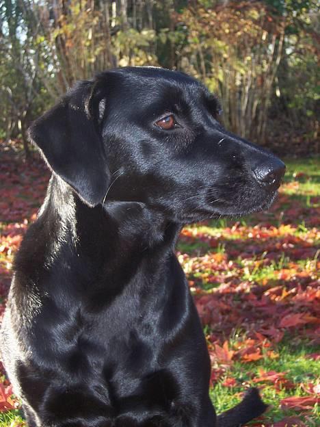Labrador retriever Molly - NYT - Er Molly ikke bare smuk? billede 17