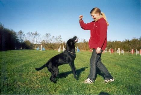 Labrador retriever Molly billede 18