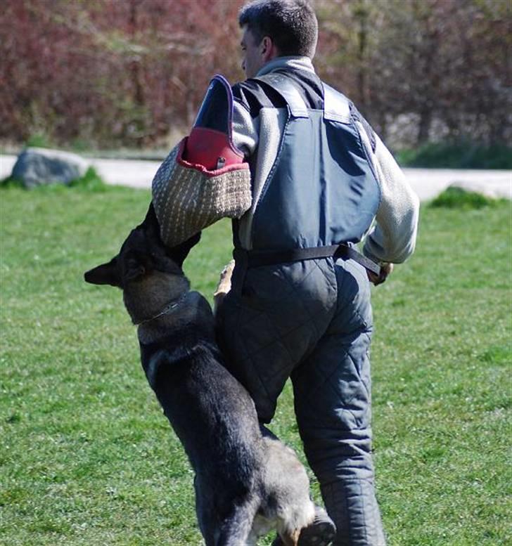 Schæferhund Amagers Chiba - For fuld skrue billede 14