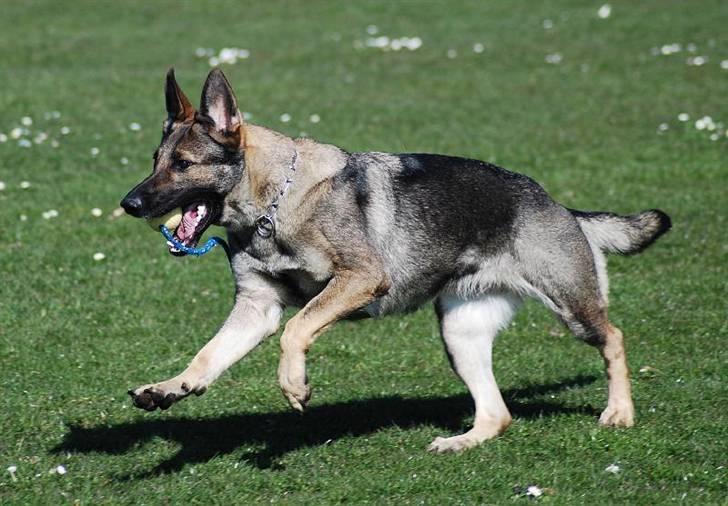 Schæferhund Amagers Chiba -  hopsa..... billede 15
