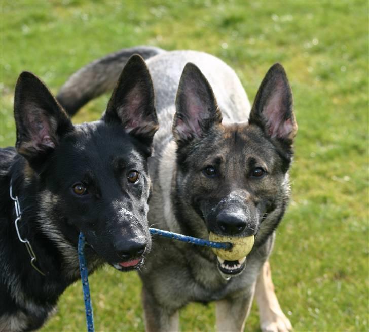 Schæferhund Amagers Chiba - Jeg har ´deeen.... billede 16