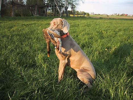 Weimaraner HOT SHOOT´S DITTO HD-A - TIL TRÆNING billede 11