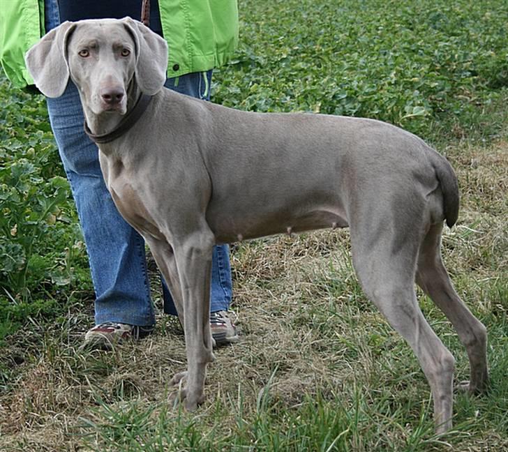 Weimaraner HOT SHOOT´S DITTO HD-A - Markprøve 2008 - står bare her og venter billede 12