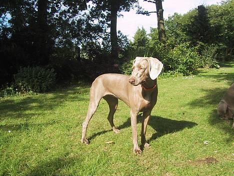 Weimaraner HOT SHOOT´S DITTO HD-A - ZZZZZZZzzzzzzZZZzzzzzzzzzzzzZZZZ billede 13