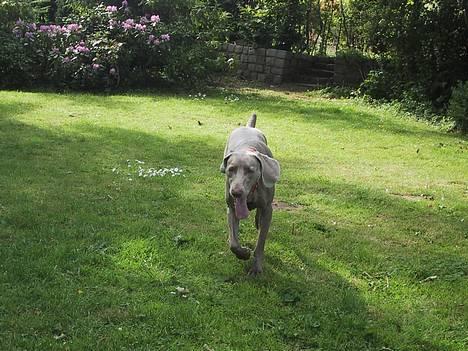 Weimaraner HOT SHOOT´S DITTO HD-A - ER du så snart færdig med det pjat?? billede 14