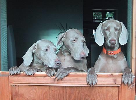 Weimaraner HOT SHOOT´S DITTO HD-A - 3 GENERATIONER - FRIDA TV - CHAOS I MIDTEN - DITTO TH billede 15