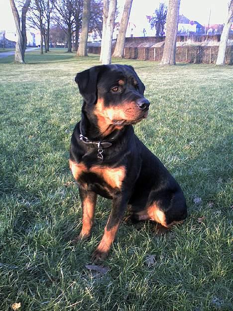 Rottweiler Budda billede 11