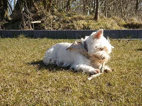West highland white terrier Tottie - Hmm... hvad mon det nu er for noget??? billede 11
