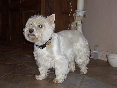 West highland white terrier Tottie - Skal der ikke hældes noget foder i??? billede 12