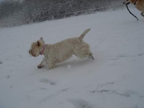 West highland white terrier Tottie - Juhuu... det sjovt... billede 13
