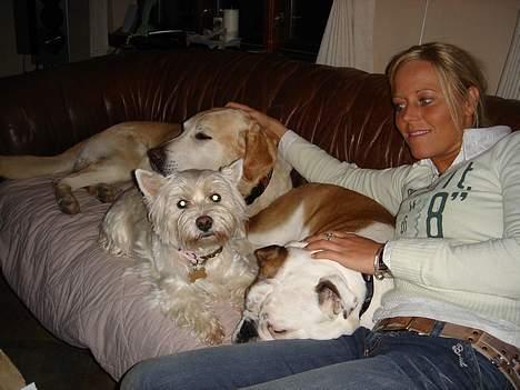 West highland white terrier Tottie - Hele den pukkelryggede, kvalitetstid i sofaen....Elsker det.. billede 14