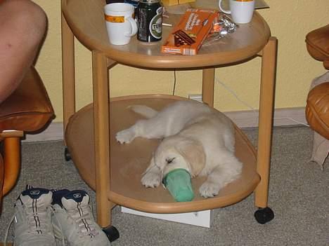 Golden retriever Charlie billede 2