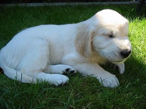 Golden retriever Charlie billede 3