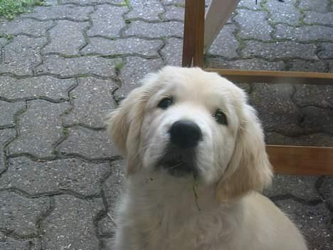 Golden retriever Charlie billede 4