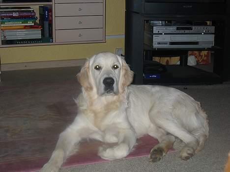Golden retriever Charlie billede 5