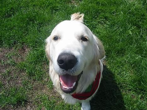 Golden retriever Charlie billede 7