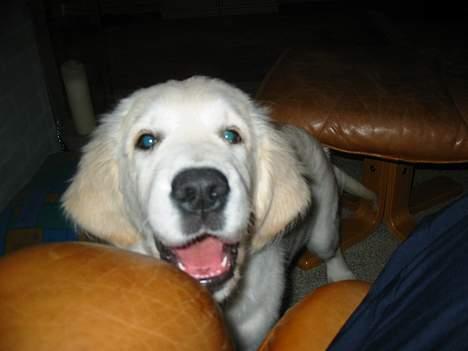 Golden retriever Charlie billede 8