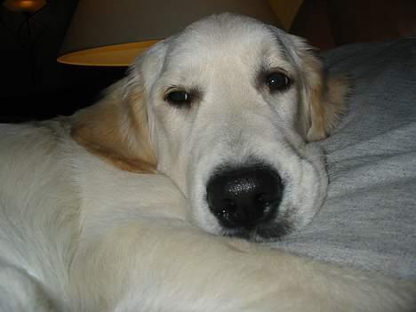 Golden retriever Charlie billede 9