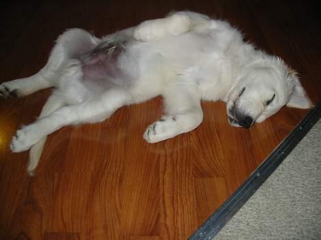 Golden retriever Charlie - Her er et billede der illustrere hvordan Charlie sover... På RYGGEN! :) billede 10
